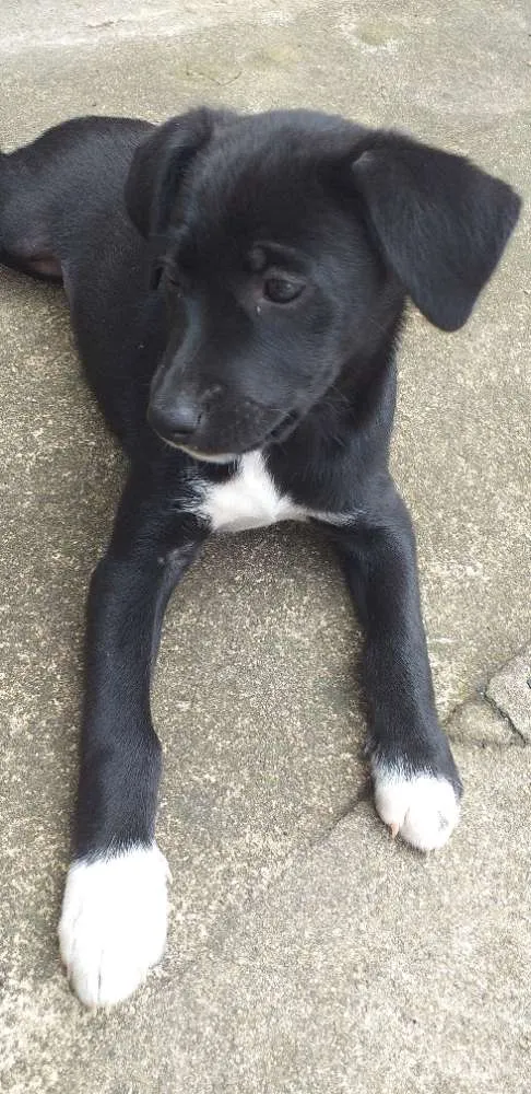 Cachorro ra a Indefinida idade 2 a 6 meses nome Peludinhos