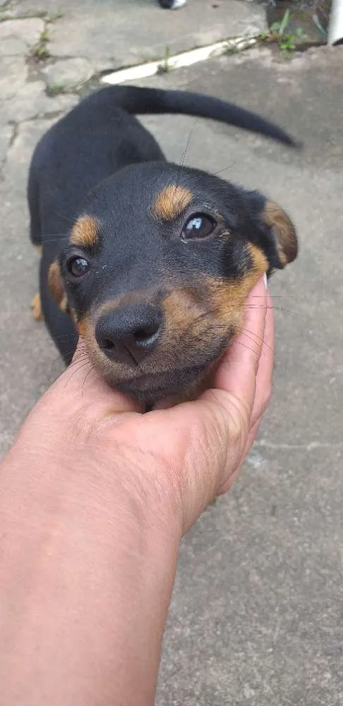 Cachorro ra a Indefinida idade 2 a 6 meses nome Peludinhos