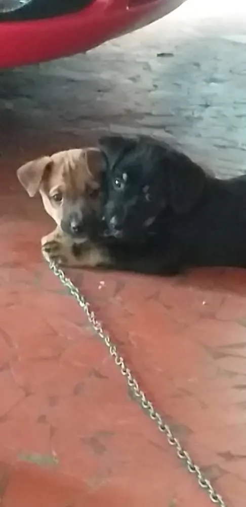 Cachorro ra a Indefinida idade 2 a 6 meses nome Peludinhos