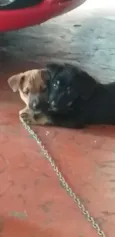 Peludinhos
