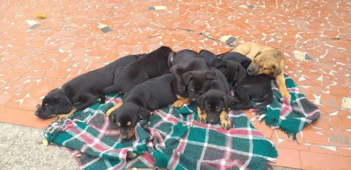 Cachorro ra a Indefinida idade 2 a 6 meses nome Peludinhos