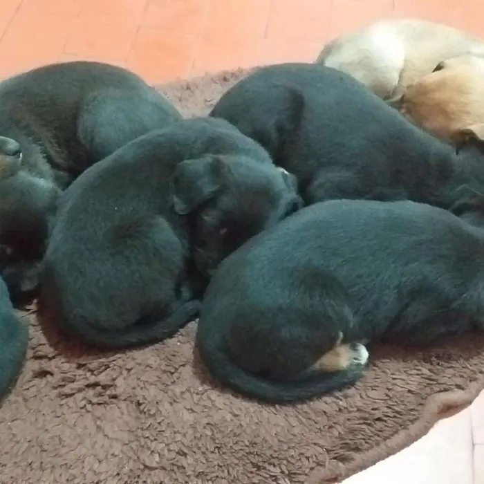 Cachorro ra a Indefinida idade 2 a 6 meses nome Peludinhos