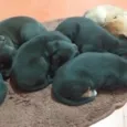 Peludinhos