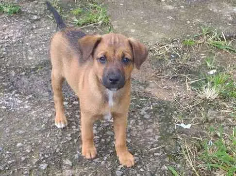 Cachorro ra a Indefinida idade 2 a 6 meses nome Peludinhos