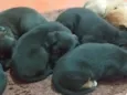 Peludinhos