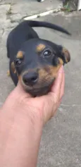 Peludinhos