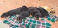 Peludinhos