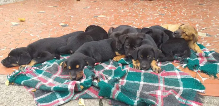 Cachorro ra a Indefinida idade 2 a 6 meses nome Peludinhos