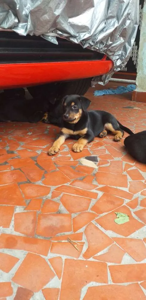 Cachorro ra a Indefinida idade 2 a 6 meses nome Peludinhos