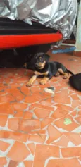 Peludinhos