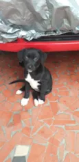 Peludinhos