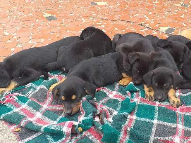 Cachorro ra a Indefinida idade 2 a 6 meses nome Peludinhos