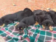 Peludinhos