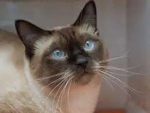 Gato raça Viralatinhas idade 7 a 11 meses nome São mais de um