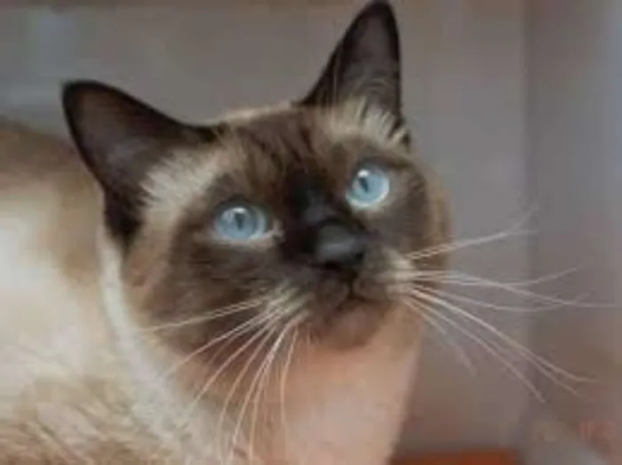 Gato ra a Viralatinhas idade 7 a 11 meses nome São mais de um