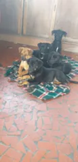 Peludinhos