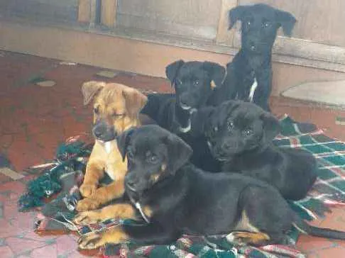 Cachorro ra a Indefinida idade 2 a 6 meses nome Peludinhos