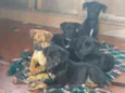 Peludinhos