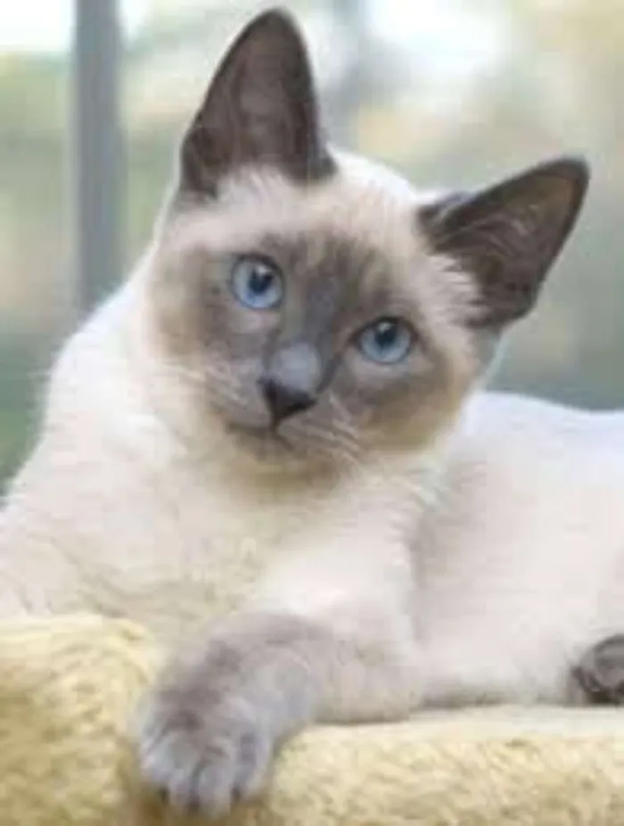 Gato ra a Viralatinhas idade 2 a 6 meses nome São mais de um