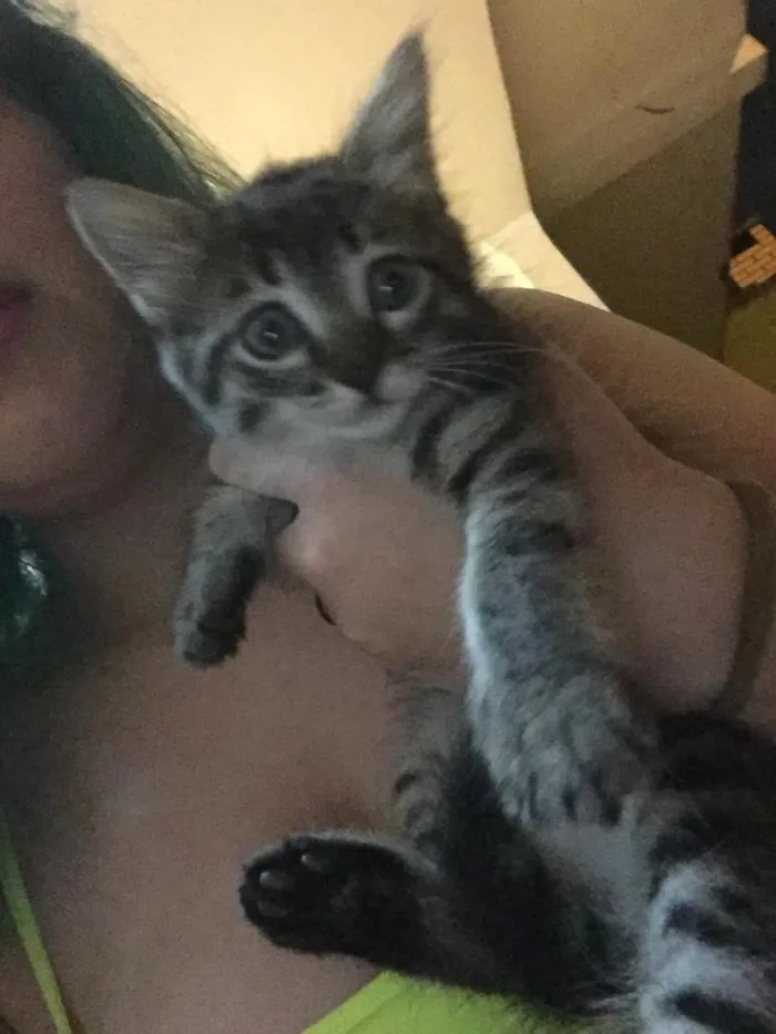 Gato ra a Indefinida idade Abaixo de 2 meses nome Não tem nome