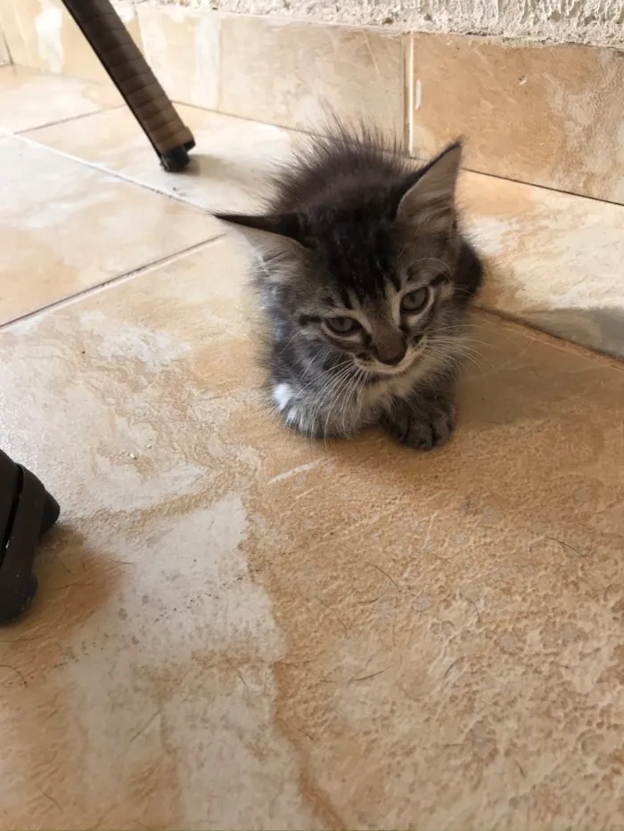 Gato ra a Indefinida idade Abaixo de 2 meses nome Não tem nome