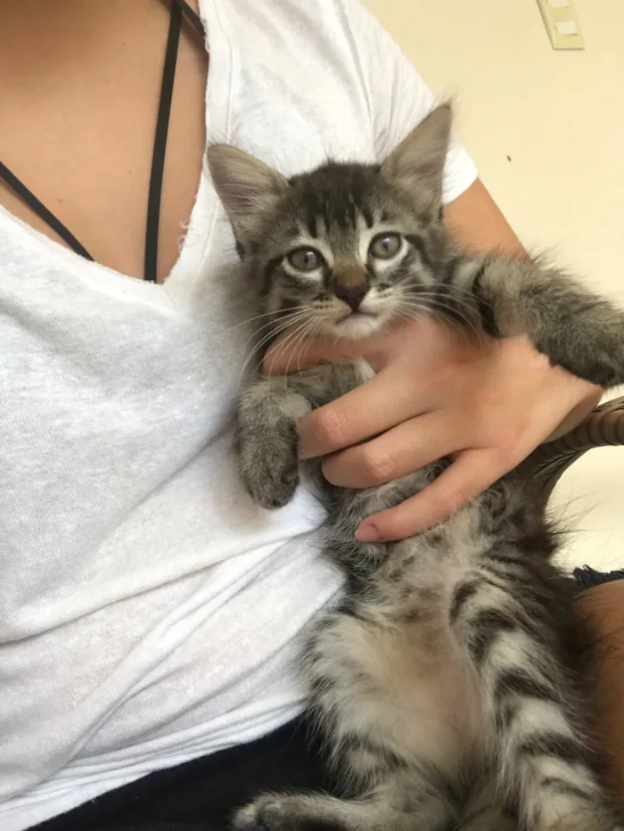 Gato ra a Indefinida idade Abaixo de 2 meses nome Não tem nome