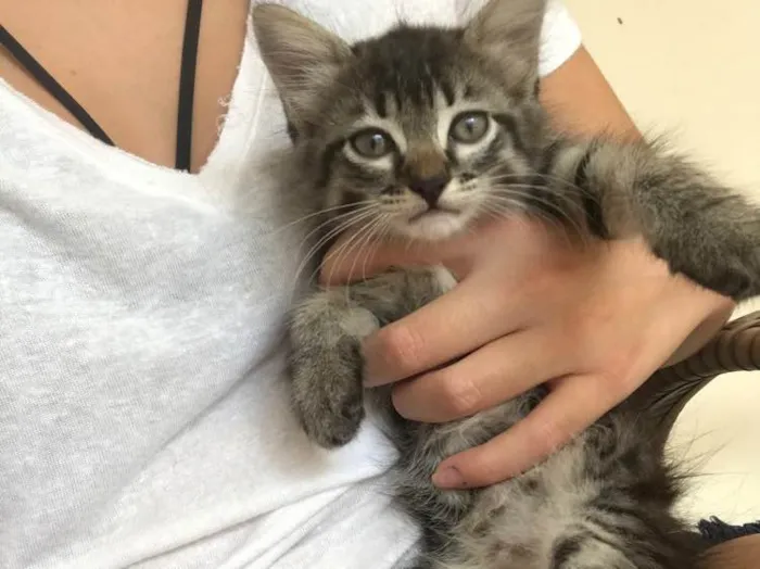 Gato ra a Indefinida idade Abaixo de 2 meses nome Não tem nome