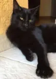 São mais de um