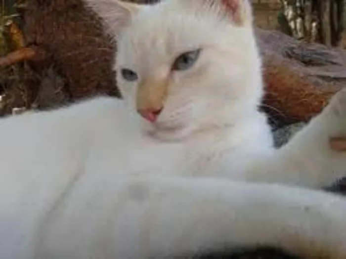 Gato ra a Viralatinhas idade 7 a 11 meses nome São mais de um
