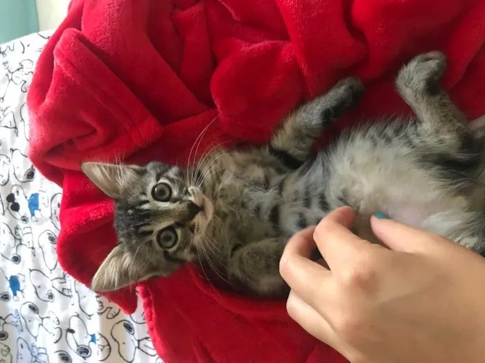 Gato ra a Indefinida idade Abaixo de 2 meses nome Não tem nome