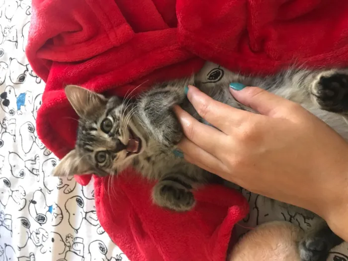 Gato ra a Indefinida idade Abaixo de 2 meses nome Não tem nome