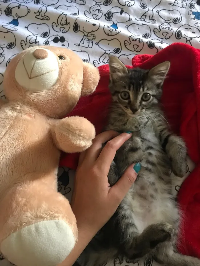Gato ra a Indefinida idade Abaixo de 2 meses nome Não tem nome
