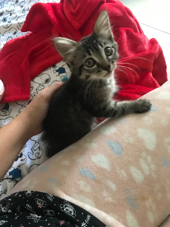 Gato ra a Indefinida idade Abaixo de 2 meses nome Não tem nome