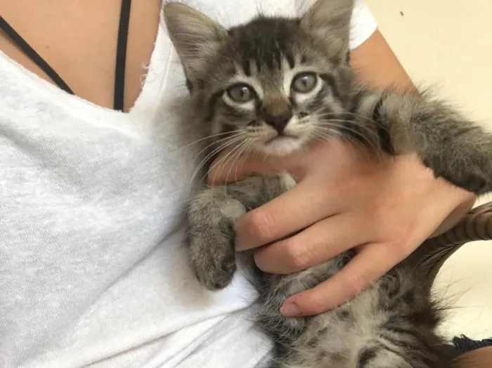 Gato ra a Indefinida idade Abaixo de 2 meses nome Não tem nome