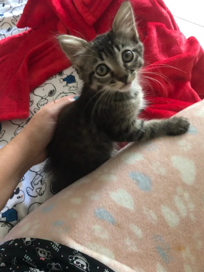 Gato ra a Indefinida idade Abaixo de 2 meses nome Não tem nome