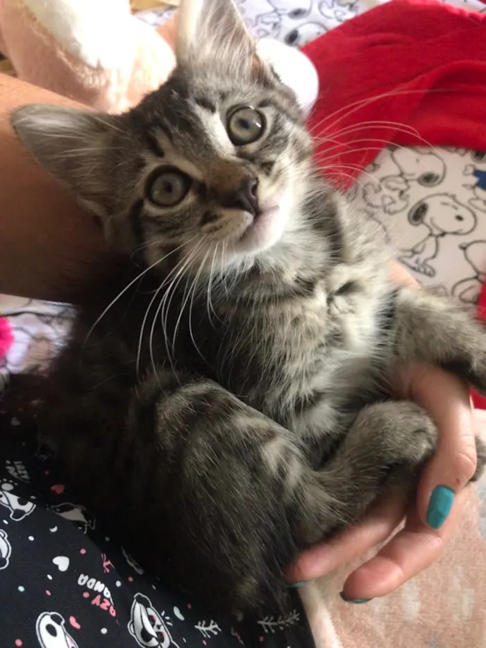 Gato ra a Indefinida idade Abaixo de 2 meses nome Não tem nome
