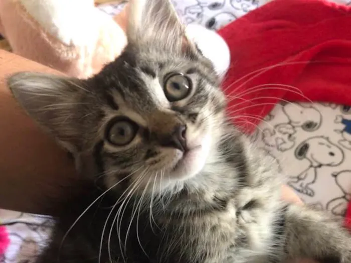 Gato ra a Indefinida idade Abaixo de 2 meses nome Não tem nome