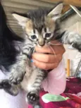 Gatinhos 