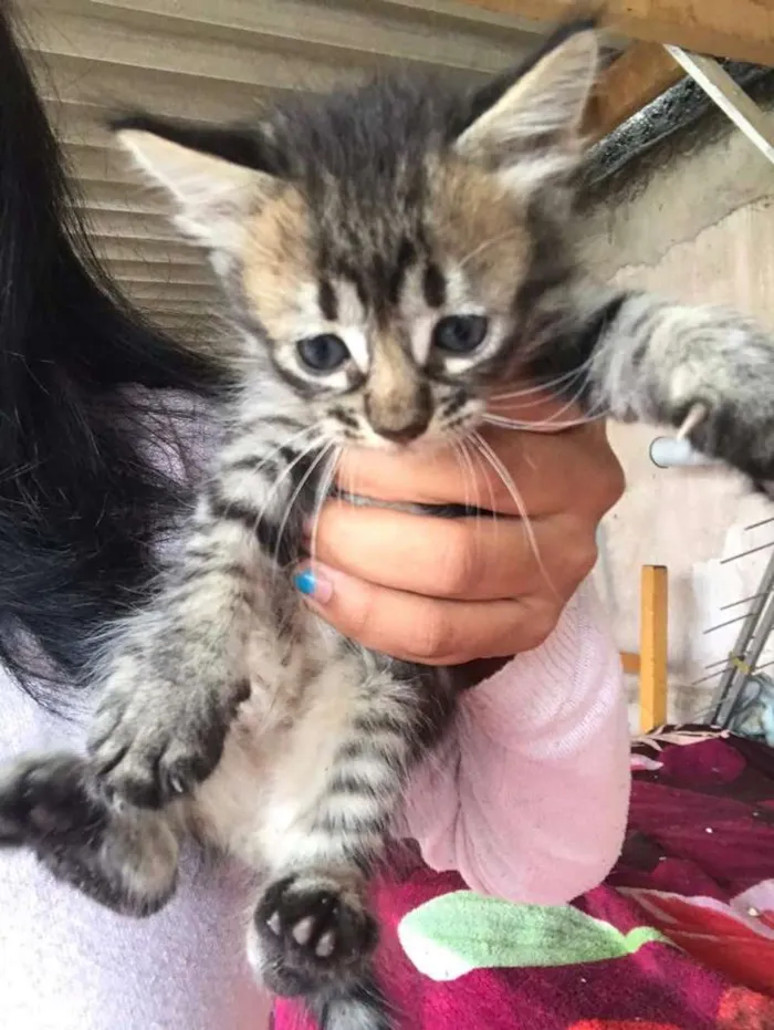 Gato ra a  idade 2 a 6 meses nome Gatinhos 
