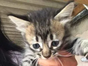 Gato raça  idade 2 a 6 meses nome Gatinhos 