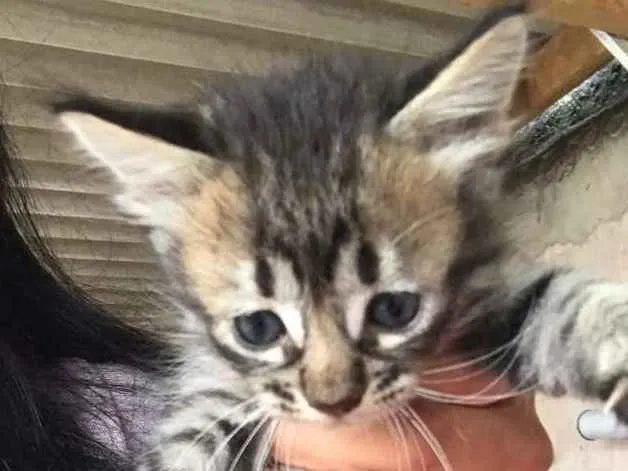 Gato ra a  idade 2 a 6 meses nome Gatinhos 