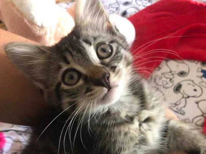 Gato ra a Indefinida idade Abaixo de 2 meses nome Não tem nome