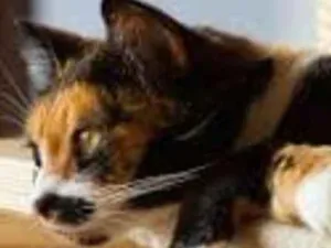 Gato raça Viralatinhas idade 7 a 11 meses nome São mais de um