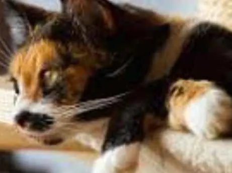 Gato ra a Viralatinhas idade 2 a 6 meses nome São mais de um
