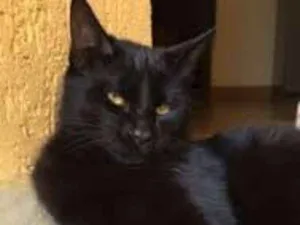 Gato raça Viralatinhas idade 7 a 11 meses nome São mais de um