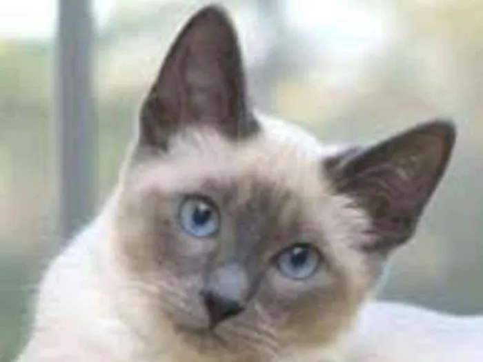 Gato ra a Viralatinhas idade 2 a 6 meses nome São mais de um