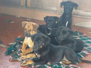 Cachorro raça Indefinida idade 2 a 6 meses nome Peludinhos