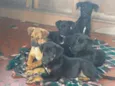 Peludinhos