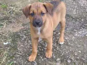 Cachorro raça Indefinida idade 2 a 6 meses nome Peludinhos