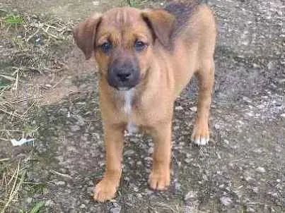 Cachorro ra a Indefinida idade 2 a 6 meses nome Peludinhos